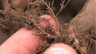 The soybean cyst nematode (SCN) is the most damaging pathogen of soybean in the United States and Canada and it is spreading rapidly.