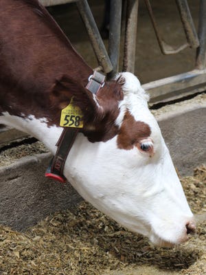 About 10% of dairy farmers use wearable technology now, but as labor costs rise, more dairy producers are expected to take the technological leap. Here a cow at Majestic Crossing Dairy in Sheboygan County wears an electronic collar tag that allows robots to identify the cow in the milking stall, as well as collect production and health data.