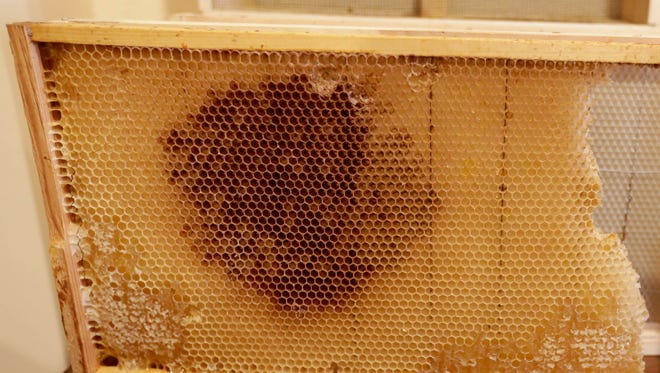 Beehives contain hundreds of honey cells.