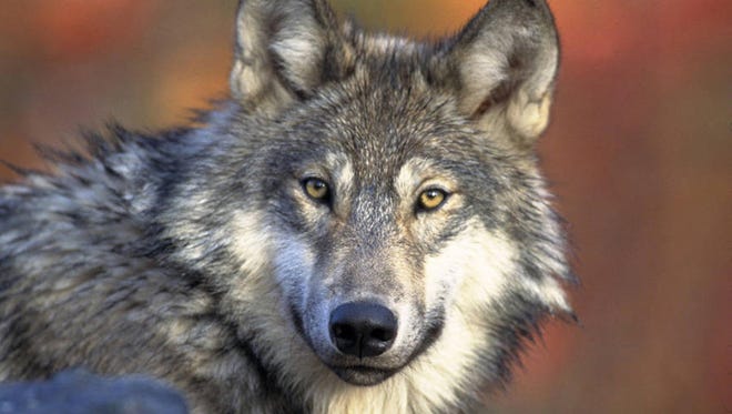 Decision on delisting the gray wolf is still being debated
