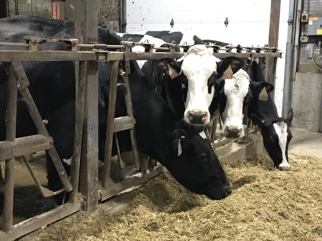 Federal and state agriculture officials confirmed on March 25, 2024, that Highly Pathogenic Avian Influenza has spread to dairy cattle in Texas and Kansas.