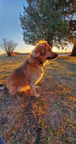 Susan Manzke's dog, Stella, is backlit by the rising sun as she searches for a rabbit that ran away.