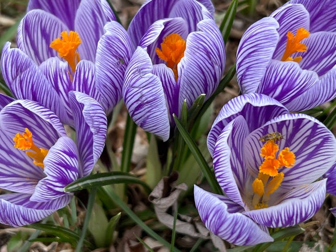 Nature marked the Easter holiday in her own way as dozens of crocuses displaying their delicate blossoms in Chris Hardie's yard.