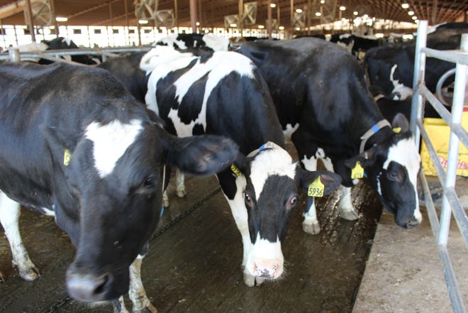 Live and Feeder Cattle futures contracts experienced volatility this week following the detection of highly pathogenic avian influenza (HPAI) in dairy herds in Michigan, Texas, Kansas, New Mexico, Ohio and Idaho.