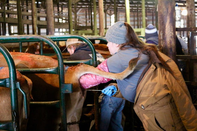 Artificial insemination would be labeled a sex act under Colorado and Oregon state law if two ballot initiatives were to be passed, threatening the livestock industry.
