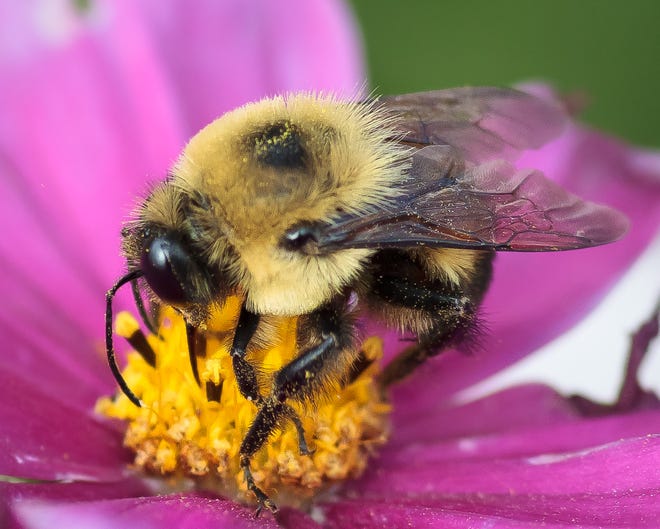 As farmers cultivated more land and began to grow fewer types of crops over the last 150 years, most native bumble bee species became rarer in Midwestern states.