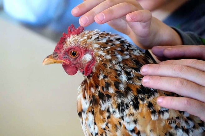 The presence of salmonella and other bacteria on chickens raises health concerns for humans that handle them.