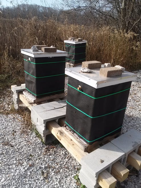 This is how hives look when winterized, wrapped in roofing felt (tar paper), with a quilting box and shim for winter feeding added atop the two brood boxes, plus a mouse guard at the entrance.