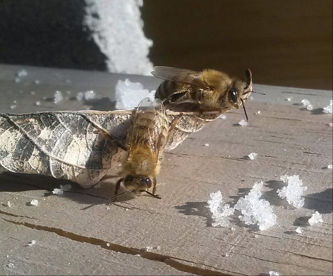 Winter doesn ' t always stop them - these bees were out and about in the December sun. Those are crumbs of sugar, not ice, around them. A sugar brick broke as it was placed in the hive, and they were " helping clean up.