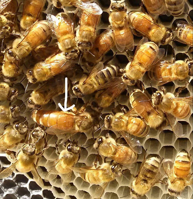 But peace doesn ' t always preside. For instance, there can be a swarm when space gets tight. In this case, Queen Butterscotch (center) took half the bees in one hive to form another. She is recognizable by her long, tapered abdomen, which makes her nearly twice as big as the workers around her. The bees that were left behind had to " re-queen.