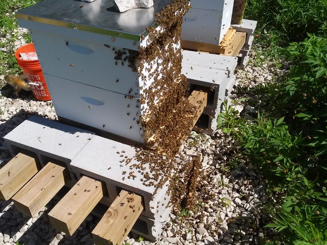 A couple of days after one hive swarmed, beekeeper Gemma Tarlach put a "robber screen" on this hive when bees began to leave en masse again: a secondary swarm.  After about an hour, she took off the screen; by then, the bees had calmed down and re-entered the hive.