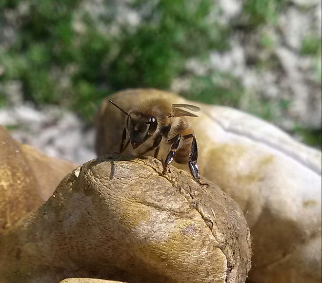 But most of the time bees are doing their job - pollinating. You can tell this bee is a baby because she ' s so fuzzy. Bees literally work their hair off as they age in summer.