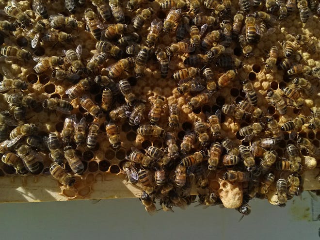 There are various kinds of bees available for keeping. These are Saskatraz bees, a newer, pest-resistant strain with a noticeably dark color.