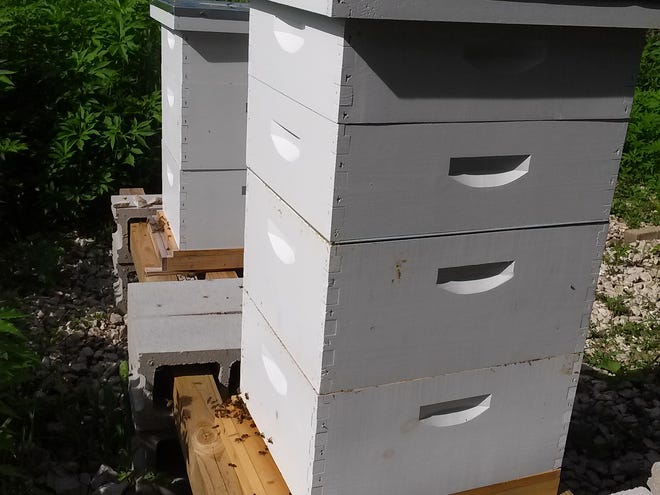 This photo was taken after the swarm. Beekeeper Gemma Tarlach left Hive 2, on the left, alone because this was the delicate period of re-queening and if the bees are disturbed, they may blame the new queen and kill her (bees don ' t mess around). Hive 1, on the right, was growing and needed more space, so she added a couple of " honey super " boxes (on top of the two deeper brood boxes) to give them more space and also encourage them to stop thinking about swarming and instead spend their time making honey.