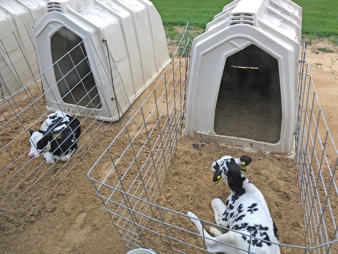 Shortly after birth, the calves at Fair Oaks Farms are separated from their mothers and placed in their own huts. Bull calves here are sold, but heifers – the females – become milking cows.