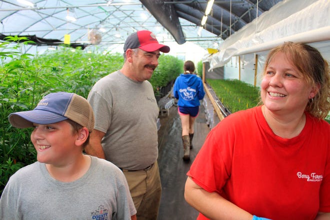 In this May 29, 2019 photo, the Berry family, youngest son Jonathan, 10, father Cutis and mother Ellen, develop their hemp plants in their recently converted greenhouse at Berry Farms in Philpot, Ky. Like many small farmers, the Berry's are trying their hand at hemp as a potential supplement to their existing operations of corn, beans, cattle, hay and tobacco.