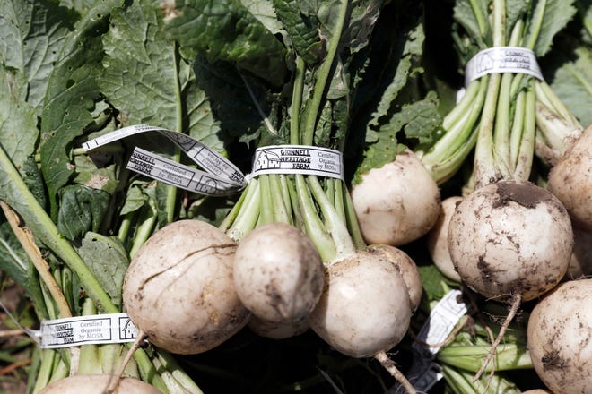 In this Monday, June 10, 2019 photo, Hakurei turnips sit in a field after being harvested on Andrew Dunham's 80-acre organic farm, in Grinnell, Iowa. Like farmers throughout the Midwest, torrential spring rains turned Dunham's land into sticky muck that wouldn't let him plant crops this spring. But unlike other farmers, Dunham won't get a piece of a $16 billion aid package to offset his losses, and he can't fall back on federally subsidized crop insurance because Dunham grows herbs, flowers and dozens of vegetable varieties but not the region's dominant crops of corn and soybeans.