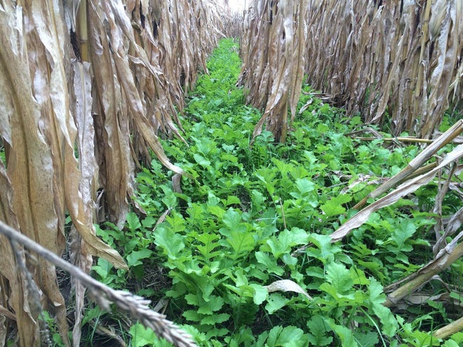 Producers should explore the benefits of planting a cover crop that has the potential to capture applied nutrients, fix nitrogen, build organic matter, control weeds, control erosion, and improve soil quality during the remainder of the season.