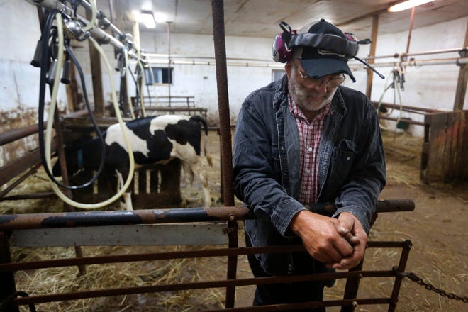 In this Thursday Aug. 15, 2019 photo, dairy farmer Fred Stone pauses while working in the milking room at his farm in Arundel, Maine. Fred Stone and his wife Laura, whose dairy farm is contaminated by toxic chemicals known collectively as PFAS, so-called "forever chemicals," have high PFAS levels in their blood.