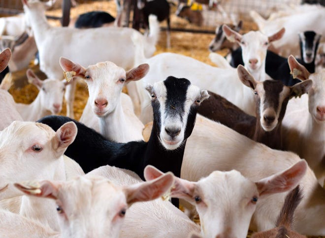The U.S. Department of Agriculture counted more than 83,000 dairy goats in Wisconsin in 2017, far and away the most dairy goats of any state in the U.S.