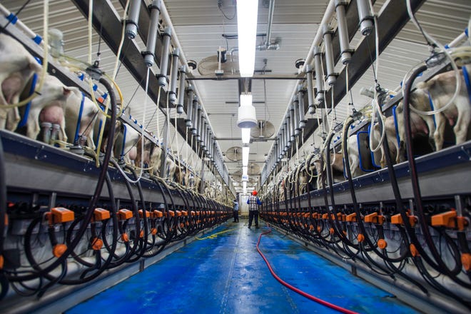 The milking parlor at Chilton Dairy is set up for 128 goats per rotation on twice a day milking. The goats average just over 5 pounds of milk per day.