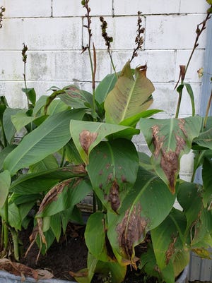 Canna plants before being cut down.
