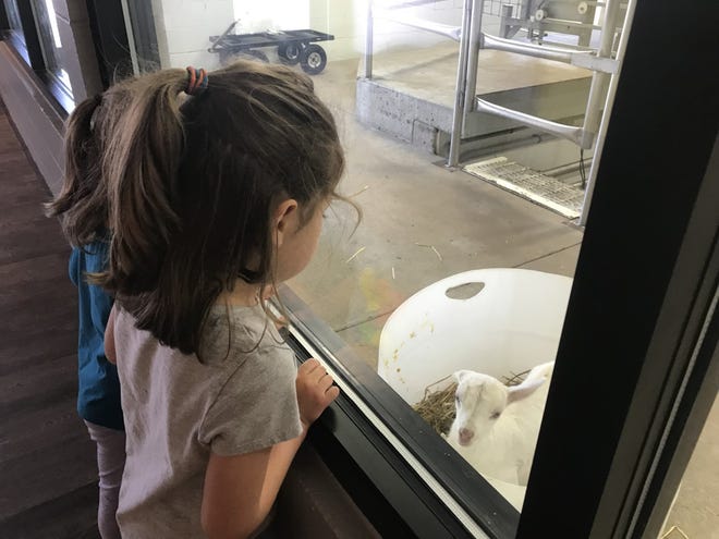Young visitors watch as newborn goats are bottle fed in the viewing area just off the Cheese Shoppe and Cafe at LaClare Family Creamery.