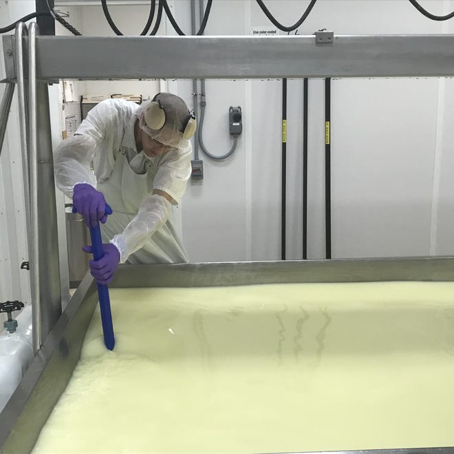Starter cultures are added to the milk in open vats triggering the cheesemaking process. An enzyme - rennet - is also added to help form curds.
