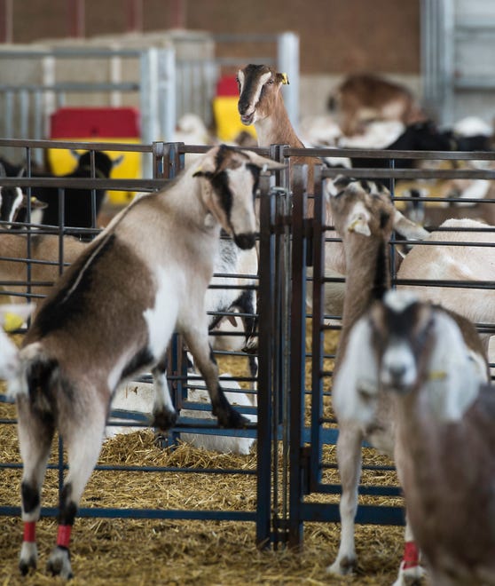 Milk Source, Chilton dairy, goat farm. Since May of 2016, the Chilton Dairy goat farm, owned by Milk Source LLC,  has been a major supplier of milk to LaClare Farms in northeast Fond du Lac County.