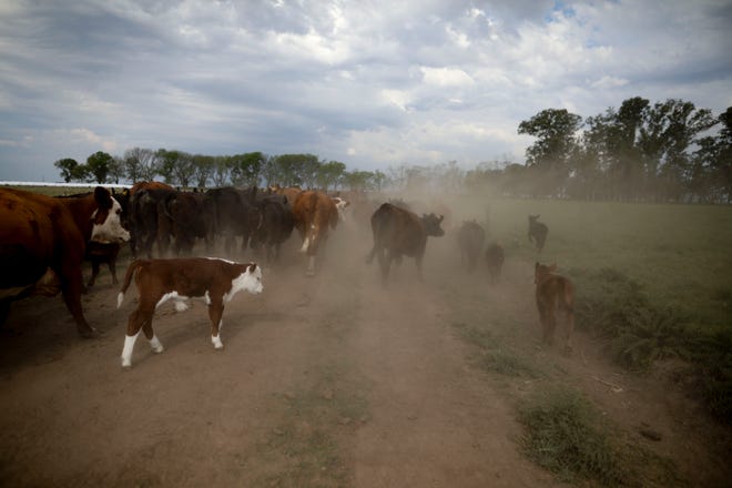 This Oct. 9, 2019 photo shows cattle belonging to farmer Sebastian Campo on the outskirts of Pergamino, Argentina. Export restrictions imposed during Cristina Fernandez's 2007-2015 populist government triggered a revolt by farmers in 2008 in one of the world's top suppliers of grains.  (AP Photo/Natacha Pisarenko)