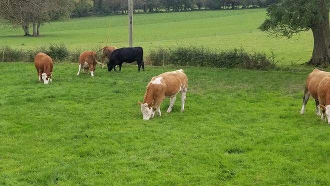 Cattle enjoy the lush, green pastures on the Emerald Isle.