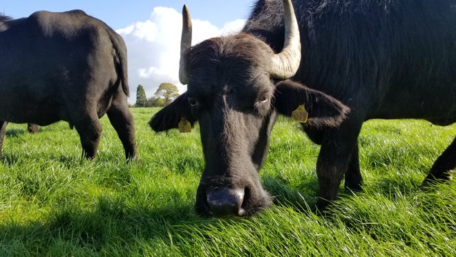 The Lynch family has Ireland’s first and only herd of milking water buffalo. The dairy produce a variety of cheeses including mozzarella,
parmesan, and haloumi.