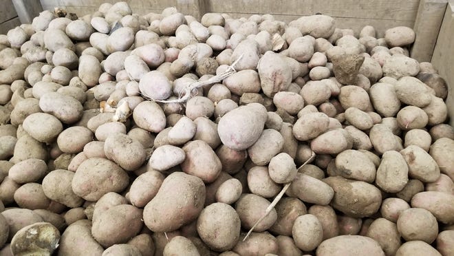 Extension professionals visited a potato farm to learn about their
harvesting, storage and packing facilities.