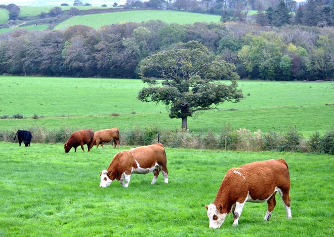 Beef cattle enjoy lush pastures in Ireland.
