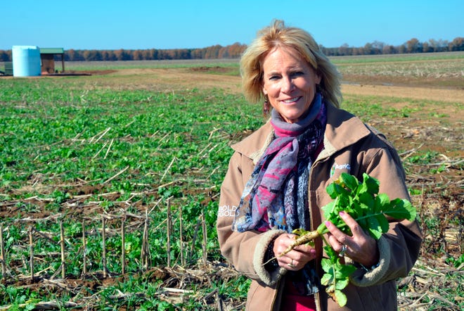Annie Dee holds a turnip she uses as a cover crop at the Dee River Ranch in Aliceville, Ala. on Nov. 25, 2019.  Dee, who runs the Dee River Ranch in Pickens County, is one of a growing number of farmers who are signed up to get paid to sequester carbon in the soil using what are being called regenerative farm techniques.
