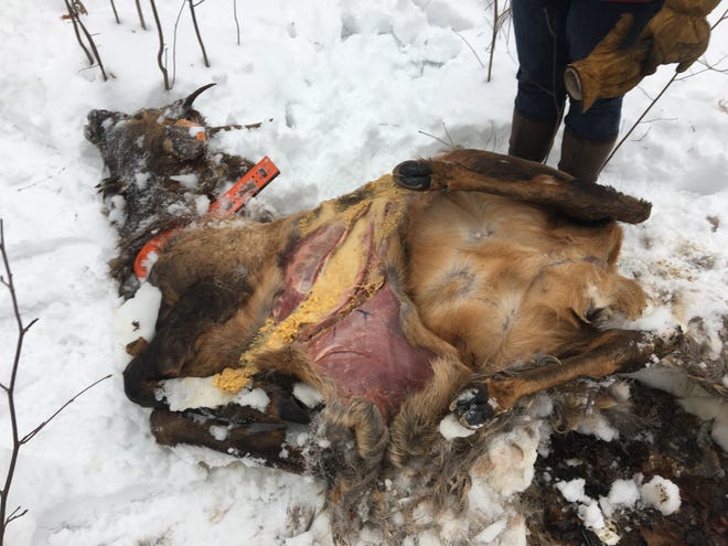 Corn spills out of the digestive tract of an elk found dead Jan. 2, 2020 on private property near Tony in Rusk County. The landowner had put out corn with the intention of helping wildlife.
