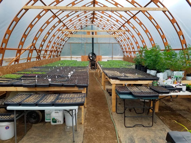 This May 13, 2019 photo provided by LoveGrown Agricultural Research LLC, shows a greenhouse nursery area for organic hemp seedling production in Farmington, Maine. Hemp farmers in Maine and around the country are grappling with new laws as the industry comes into compliance with new federal rules.