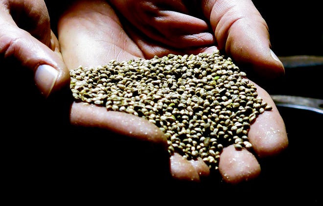 FILE - In this April 19, 2018, file photo, a man displays hemp seeds being prepared for sale to industrial hemp farmers at his facility in Monmouth, Ore. Draft rules released by the U.S. Department of Agriculture for a new and booming agricultural hemp industry have alarmed farmers, processors and retailers across the country, who say the provisions will be crippling if they are not significantly overhauled before they become final.