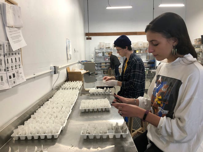 In this Dec. 17, 2019, photo, employees Sarah Sall, foreground, and Jack Campbell make teabags filled with hemp and other botanicals at a warehouse for The Brothers Apothecary in Portland, Ore. The company makes teas, capsules, honey and other products infused with CBD from hemp plants. Its owners are concerned that interim hemp farming rules put out by the U.S. Department of Agriculture will destroy their supply chain of hemp and hurt the rapidly growing hemp industry.