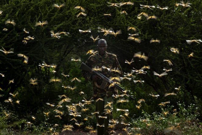 In this photo taken Saturday, Feb. 1, 2020, ranger Gabriel Lesoipa is surrounded by desert locusts as he and a ground team relay the coordinates of the swarm to a plane spraying pesticides, in Nasuulu Conservancy, northern Kenya. As locusts by the billions descend on parts of Kenya in the worst outbreak in 70 years, small planes are flying low over affected areas to spray pesticides in what experts call the only effective control.