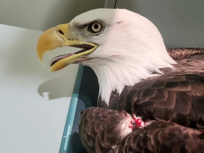 One of two eagles cared for at the Raptor Education Group in Antigo after being shot. Both eagles have now died, said Marge Gibson, the group's founder.