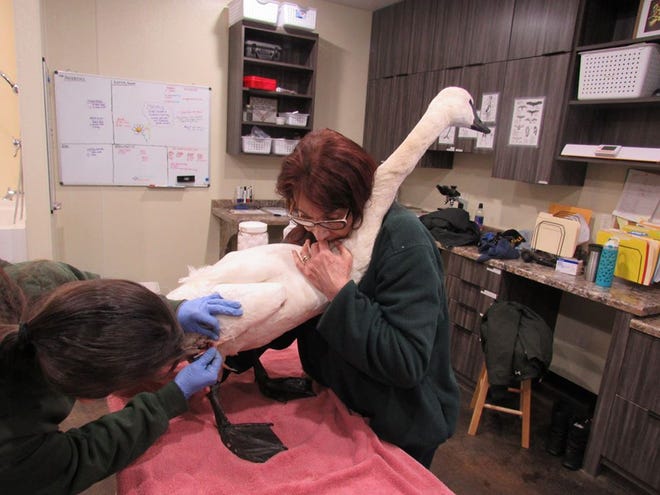 Volunteers at Raptor Education Group Inc. in Antigo care for a trumpeter swan that had been hit by a snowmobile in Portage County. The swan died Tuesday morning.