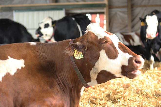 Cows relax in the maternity group pen at Majestic Crossing dairy farm prior to calving.