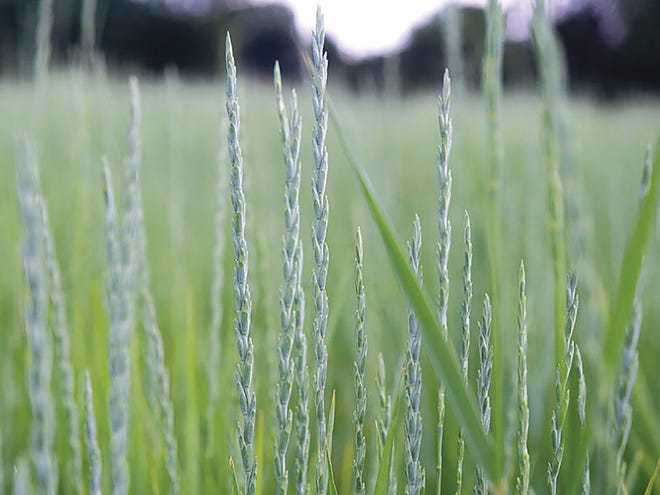 MN-Clearwater wheatgrass spikes prior to their pollen shed.