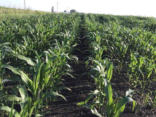 The Acreage and Grain Stocks reports, released on June 30, produced some surprises for the corn market as a drop in acreage spurred a rally in corn prices and injected some optimism into the corn outlook moving into the 2020 marketing year.