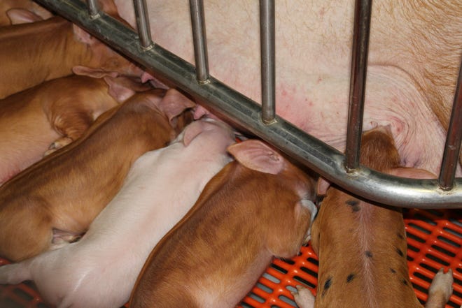 By implementing four sow management strategies into your swine business, prpoducers could save up to $5 per sow.