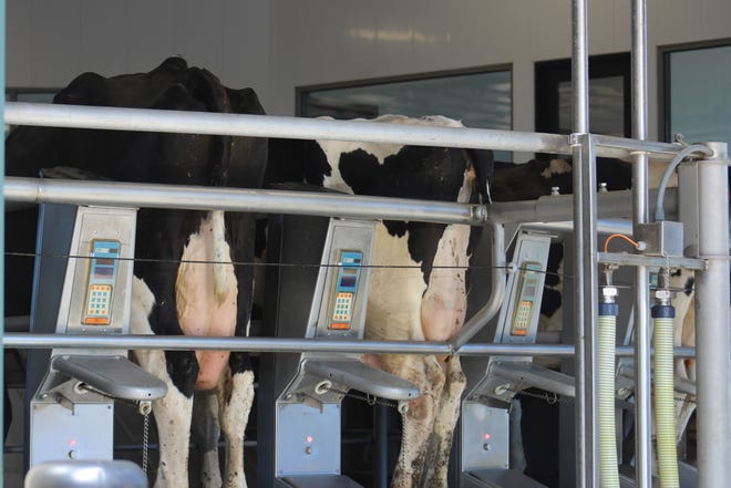 The unwinding of dairy cow expansion driven by high feed costs, inflation and labor shortage.