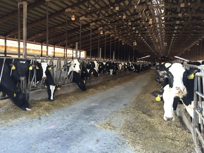 A new report from the U.S. Department of Agriculture shows how consolidation in the dairy industry continues to play out in Wisconsin and other dairy states.