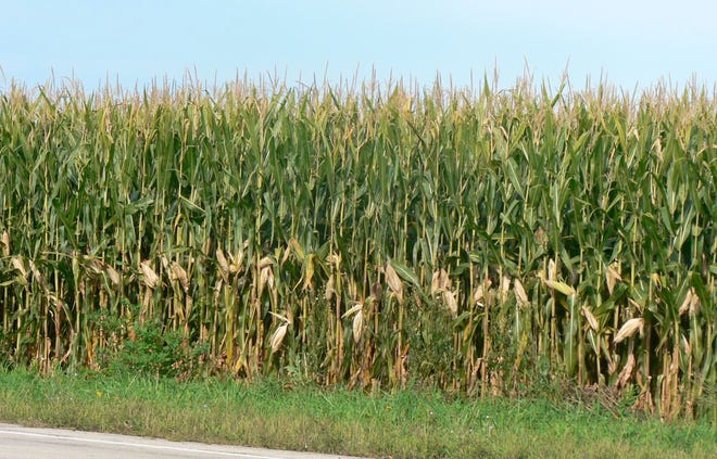 The corn fields with their maturing ears tell us harvest time is nearing.