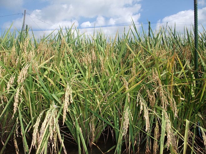 Rice seeds are arranged on the plant in groups, called spikelets. This field of rice is ready for harvest.